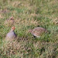 ‘Een verbod is een belangrijke eerste stap in het herstel van de populatie’: waarom jachtverbod op patrijs nodig is