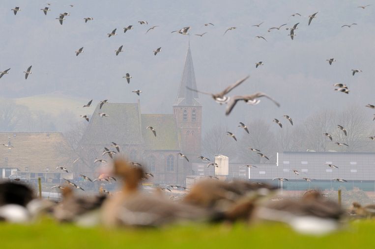 Raad van State geeft groen licht voor afschieten van ganzen in Zuid-Holland - Trouw