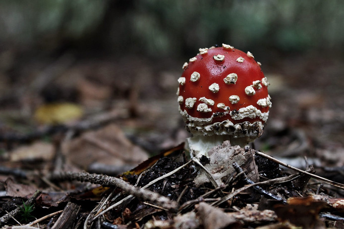 Vliegenzwam (Amanita muscaria)