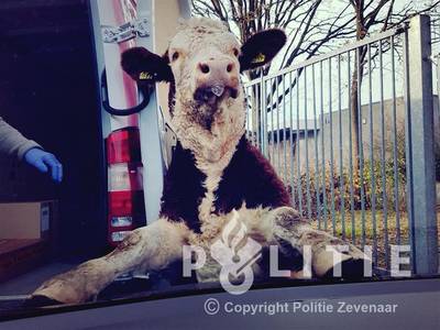 Agenten rijden 'dolle stier' klem met politiewagens