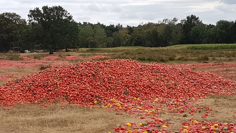 Afbeeldingsresultaat voor boer dumpt miljoen paprika's