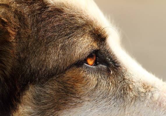 Rosanne (40) werd tijdens het hardlopen gebeten door een hond: “De eigenaar trainde het dier om te bijten”
