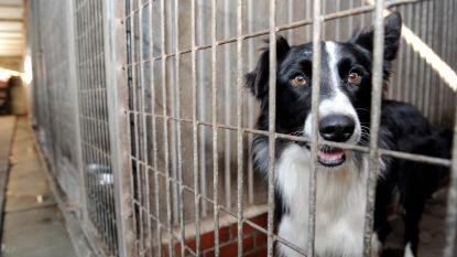 Twintig verwaarloosde honden in beslag genomen: "Ze liepen rond in eigen uitwerpselen en urine"