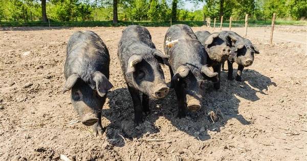 Badderen en wentelen in Bentelose modder | Hof van Twente - Tubantia