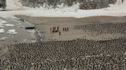 Verborgen "superkolonie" van anderhalf miljoen pinguïns ontdekt op Antarctica

