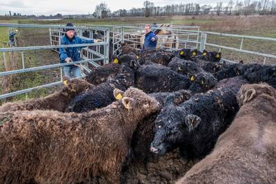 Hoogwater: Het wild gaat op weg naar droge voeten, óf het slachthuis
