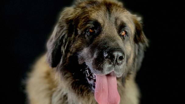 Hoe honden de wereld hebben veroverd