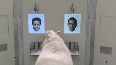 Schaap kan Obama en Emma Watson herkennen