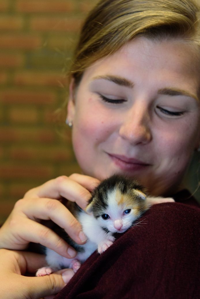 Hoogseizoen bij de dierenopvang: 'De kittens zijn we zó | Amersfoort | AD.nl