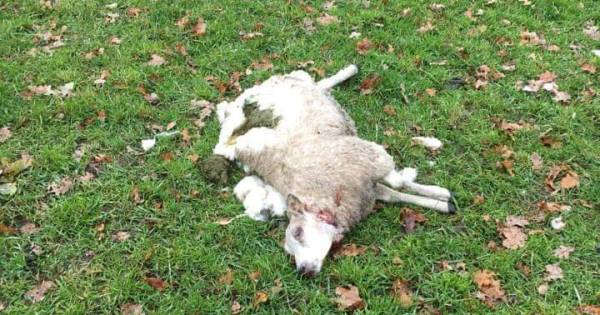 Schaap in Rossum mogelijk door wolf doodgebeten