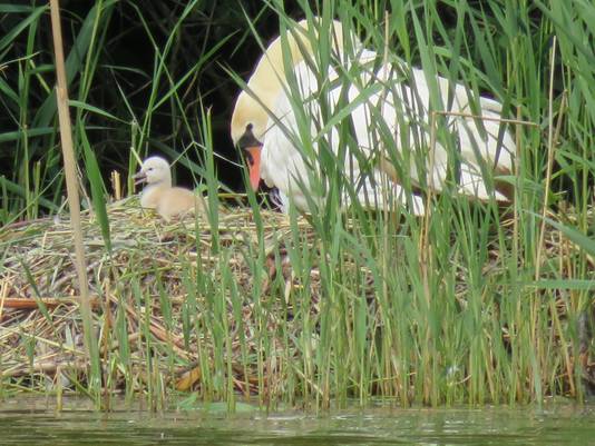 Blik op het nest van het zwanenpaar.