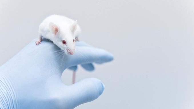 Wallonië wil komaf maken met dierproeven tijdens wetenschappelijk onderzoek