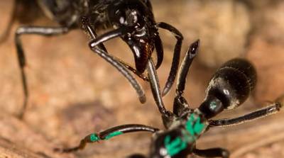 'EHBO-mieren' verzorgen gewonde soortgenoten na gevecht