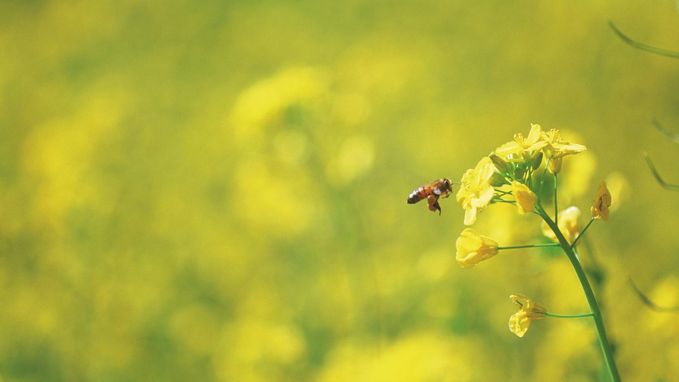 Wetenschappers waarschuwen voor &quot;ecologisch Armageddon&quot;: driekwart insecten verdwenen