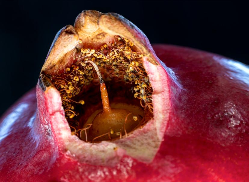 Jochem van Gelder het perfecte plaatje in argentinië granaatappel macro-foto