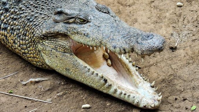 Krokodillen doden twee mensen in Indonesië