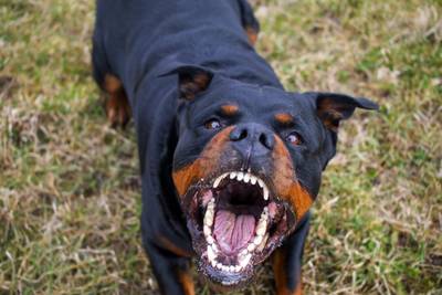 Hondentrainster na bijtincident: Dit is niet goed voor het imago van rottweilers