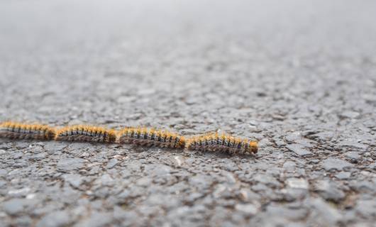 Pas op! De (vervelende) dennenprocessierups komt naar Nederland