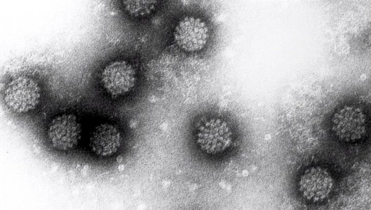 Hpv virus gevonden Vaccino hpv quando farlo