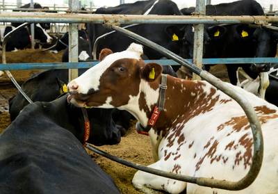 Controle op Brabantse veehouderijen faalt
