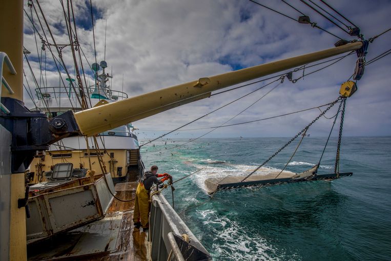 Een Nederlandse pulsvisser op open zee. Het Europese parlement stemde uiteindelijk tegen deze manier van visvangst. Beeld Foto ANP