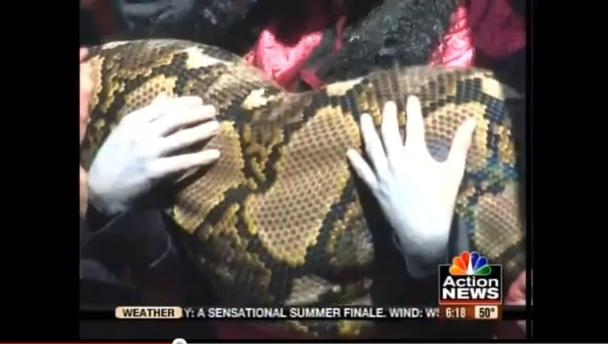 Is Dit De Grootste Slang Ter Wereld De Morgen