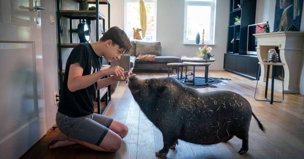 Wie heeft er een bijzonder huisdier? Laat het ons weten! - De Gelderlander