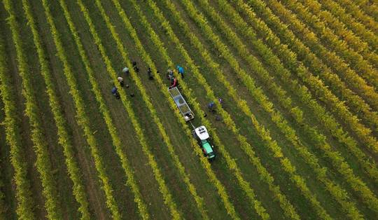 In wodkaland Polen is de wijnbouw terug van weggeweest