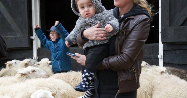 Veel bezoek voor de lammetjes in Giethmen | Ommen - De Stentor