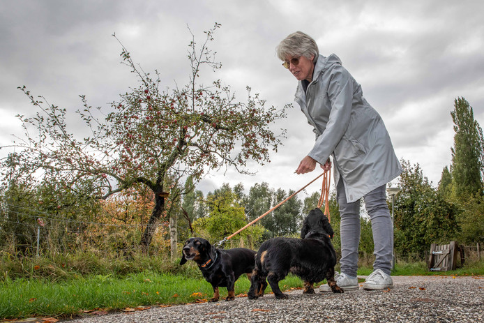 Even De Baas Spelen Over Andermans Hond Met Oppasbedrijf