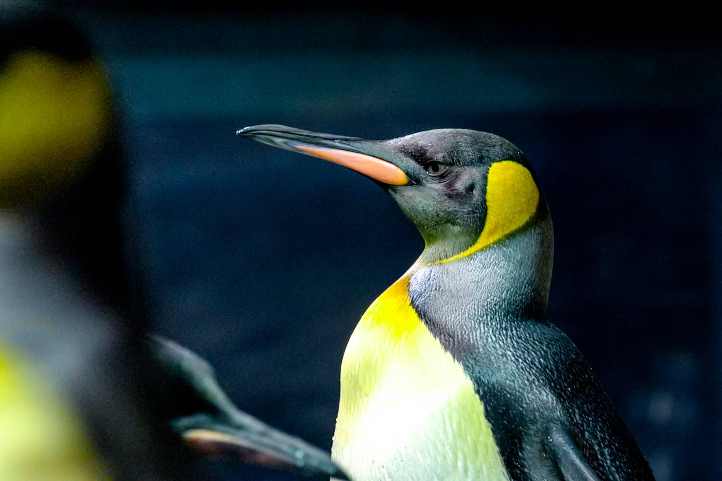 Het echte leven in de ZOO
