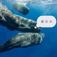 Praten met een potvis: hoe onderzoekers dichter bij een Google Translate voor dierentaal komen