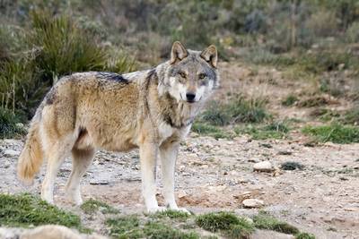 Nederlandse jager schiet wolf dood in Polen: ‘Dacht dat het een vos was’