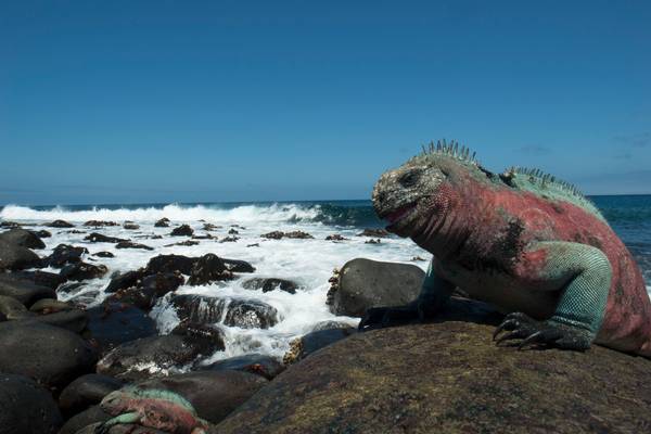 Galapagos - Islands of Change: Natural World