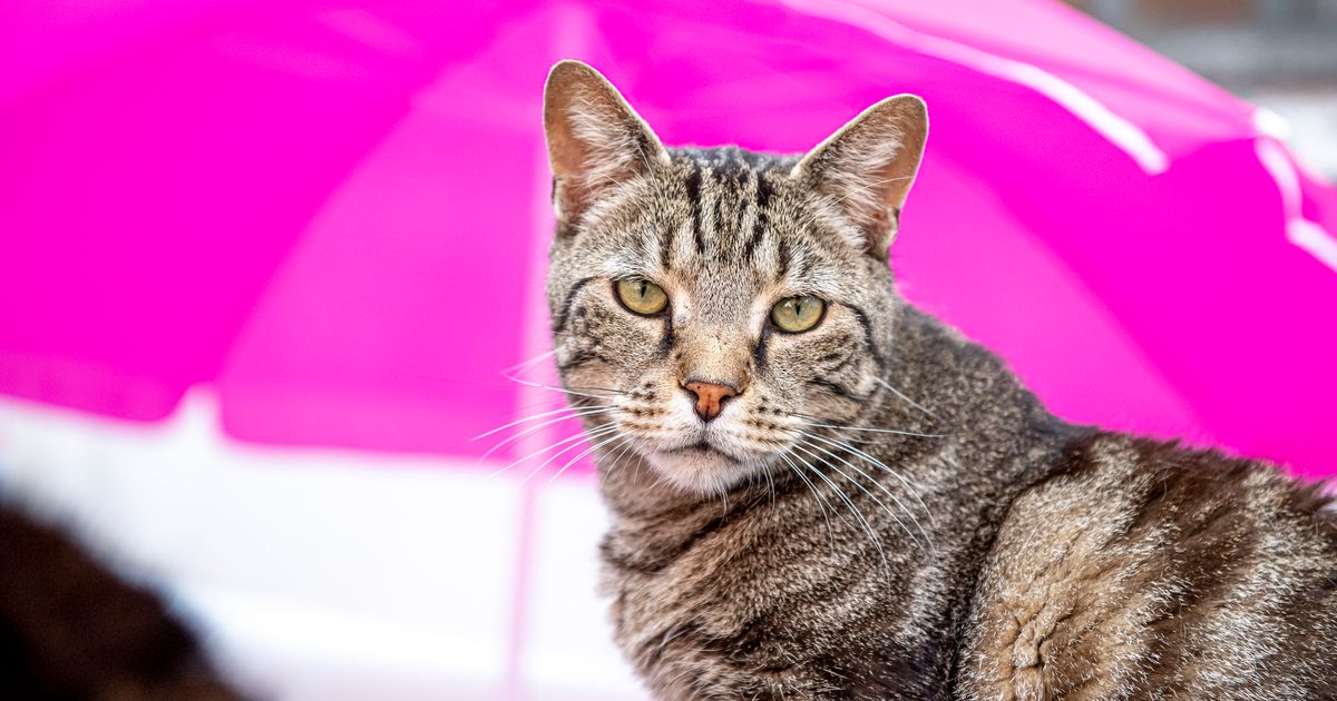 Hoe samenleven met een kat wanneer je allergisch bent? Dieren Wetenschap & Planeet HLN