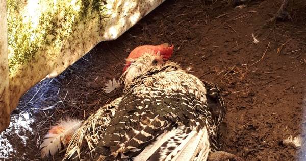 Tientallen verwaarloosde dieren gevonden in Ommel, verdachte (32) kwam eerder in aanraking met diere