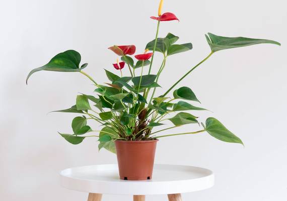 Va-va-voom: déze acht kamerplanten zijn net zo mooi als een boeket