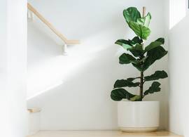 Gaan goedkope kamerplanten sneller dood dan dure?