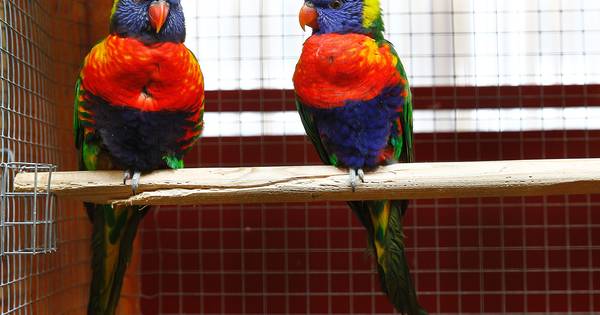 Vogelshow Meteren lijkt voorlopig gered | Geldermalsen - De Gelderlander