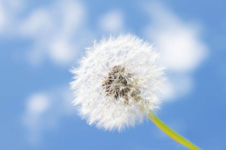 De paardebloem kleurt de velden niet meer geel, zoals vroeger - Trouw