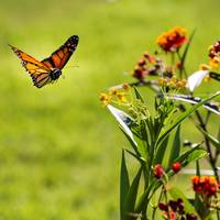 Met déze 10 planten lok je de mooiste vlinders naar je tuin