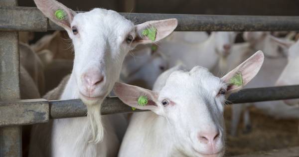Per direct geitenstop in Overijssel | Home - De Stentor