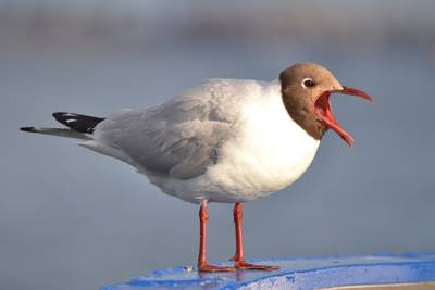 Belgische kuststad pakt overlast  meeuwen aan met... anticonceptie