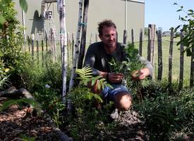 Brandnetels in de tuin? Gooi ze niet weg: tip van boer Tom