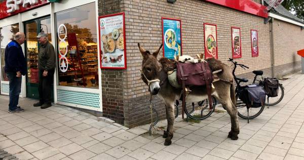 Ezel gestald bij supermarkt in Haarle | Hellendoorn - Tubantia
