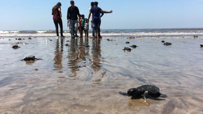Strand Mumbai transformeert van vuil megastort in kweekplaats voor dwergschildpadjes