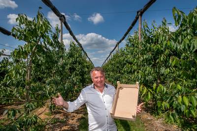 2000 kilo kersen weg in één weekend: kersenteler Blom in Wadenoijen last plukstop in