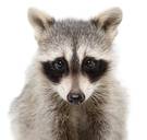 Europa verklaart de wasbeer vogelvrij: ‘Afschieten’