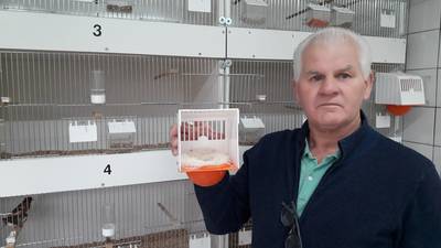 Brutale roof in Borculo: bijna alle kanaries van Herman (70) weg