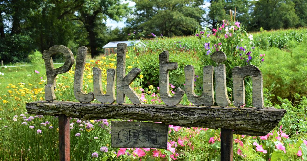 De pluktuin in Boekelo is weer open ’De tuin is nu op z’n mooist